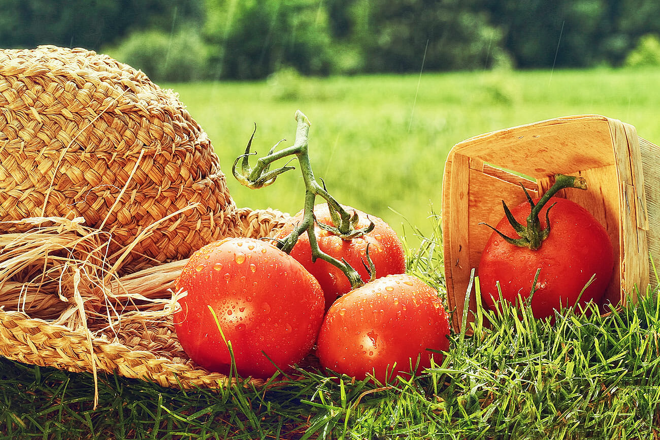 Lebensmittel bio und nachhaltig