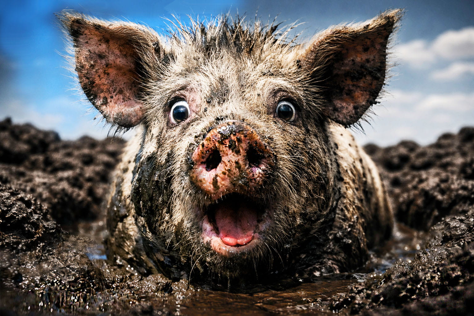 Was Sie schon immer nie über das Schwein wissen wollten Was Sie schon immer nie über das Schwein wissen wollten